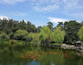 西湖苏堤小姐姐,西湖畔的美丽传说与浪漫邂逅